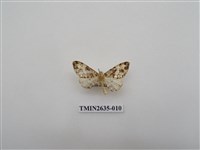 藏品(尺蛾162)的圖片